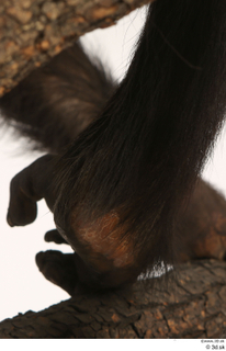 Chimpanzee Bonobo foot 0014.jpg